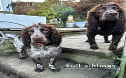 Cocker Spaniel dogs for sale: 4th Generation, Working Cocker Spaniel Puppies  🩵 - Image 18
