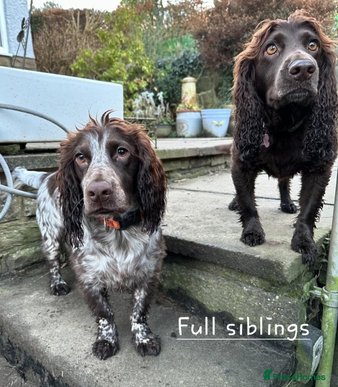 Cocker Spaniel dogs for sale: 4th Generation, Working Cocker Spaniel Puppies  🩵 - Image 18