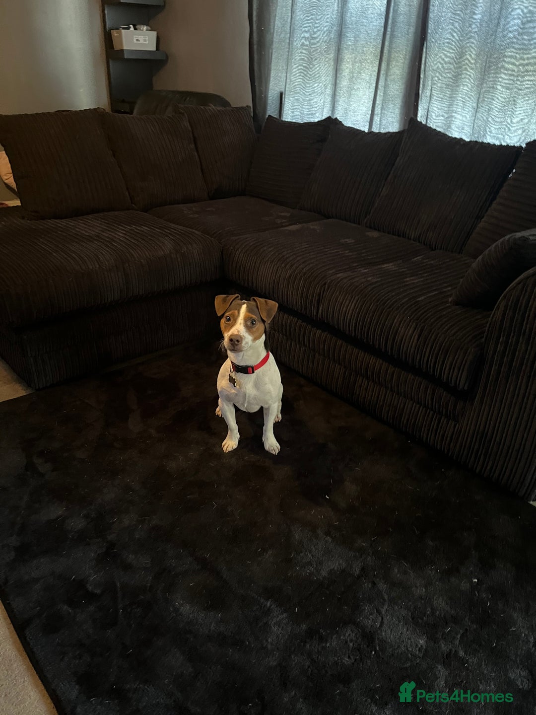 Jack Russell dogs for stud: Bruno for stud  - Advert 8