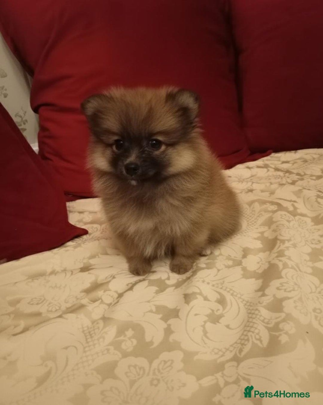 Pomeranian dogs for sale: Miniature Pomeranian puppies - Advert 5