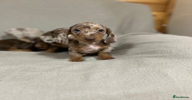 Miniature Dachshund dogs - Advert 2