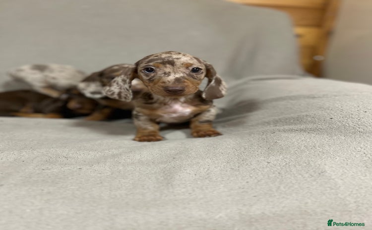 Miniature Dachshund dogs - Advert 2