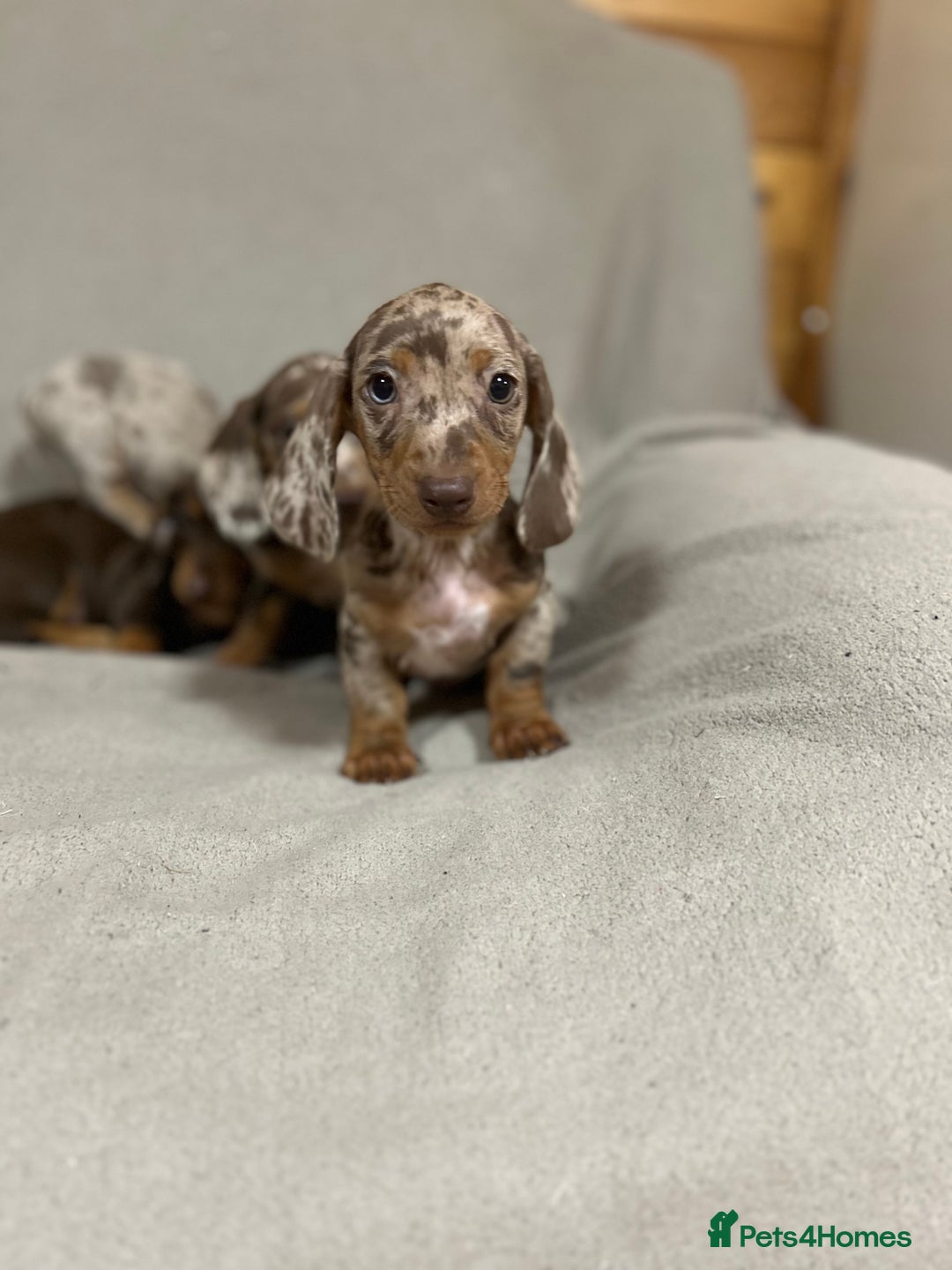 Miniature Dachshund dogs for sale: Stunning pure miniature dachshunds - Image 1