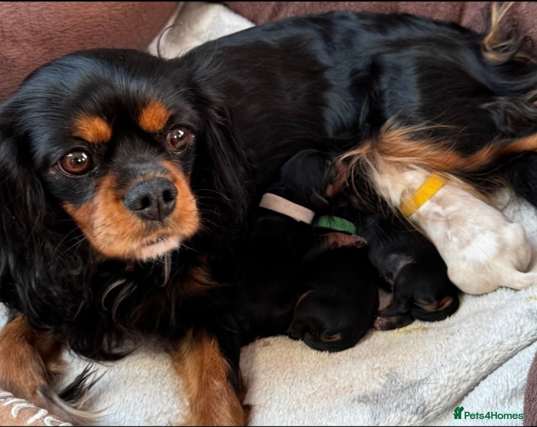 Cavalier King Charles Spaniel dogs for sale: Beautiful Cavalier King Charles Spaniel Puppies - Advert 1