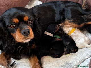 Cavalier King Charles Spaniel dogs Beautiful Cavalier King Charles Spaniel Puppies - Advert 1