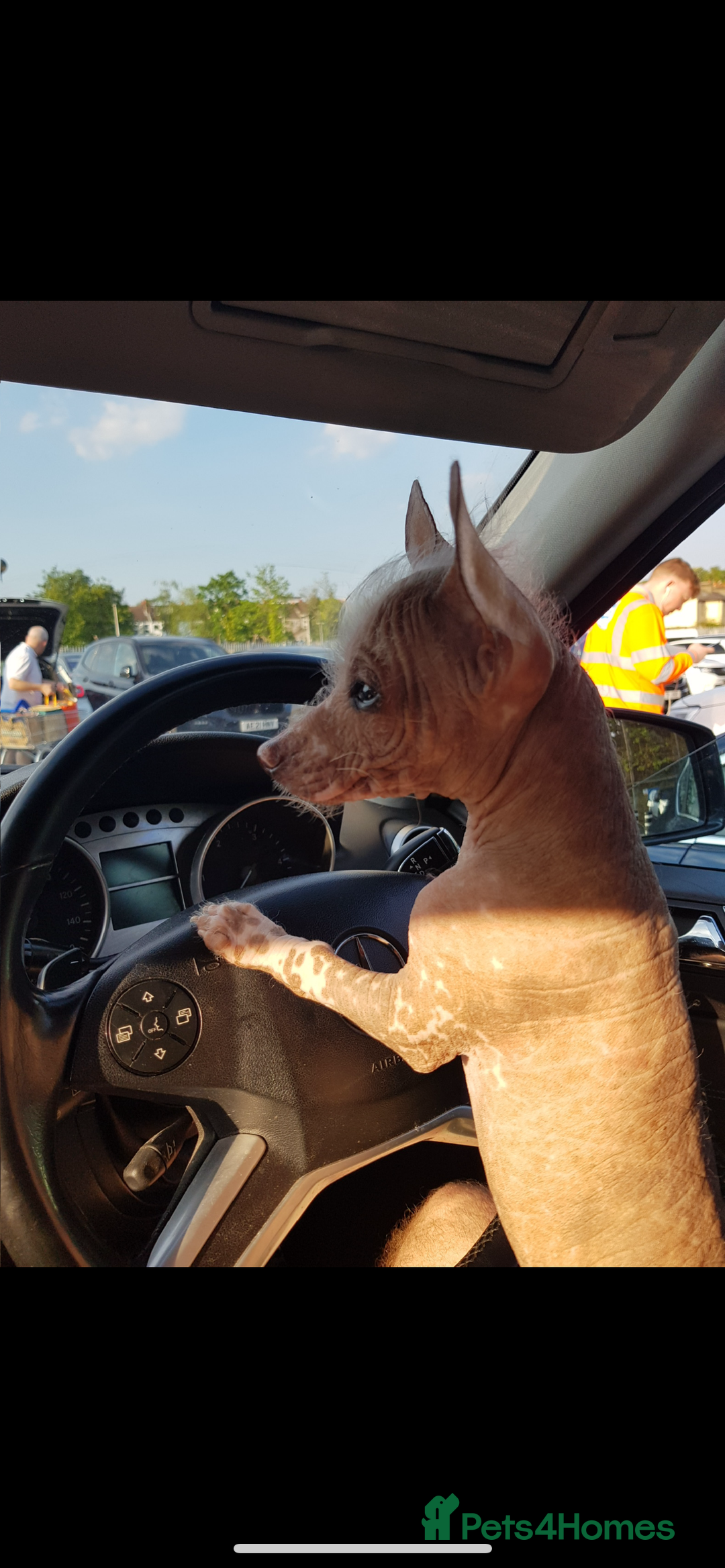 Chinese Crested dogs for stud: Chinese crested  - Advert 9