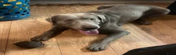 Labrador Retriever dogs for stud: Gorgeous well proven Silver Labrador Stud - Advert 8