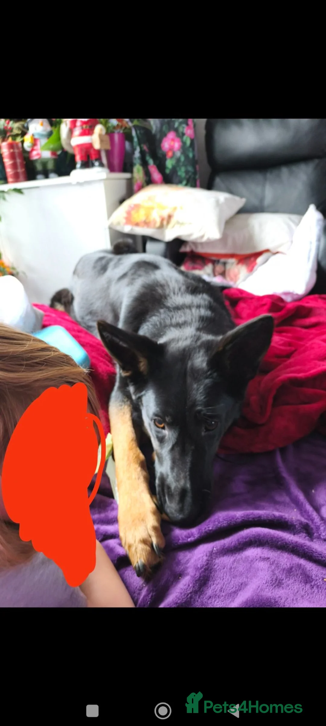 German Shepherd dogs for sale: Female German Shepherd Alsation For Good Home - Advert 7