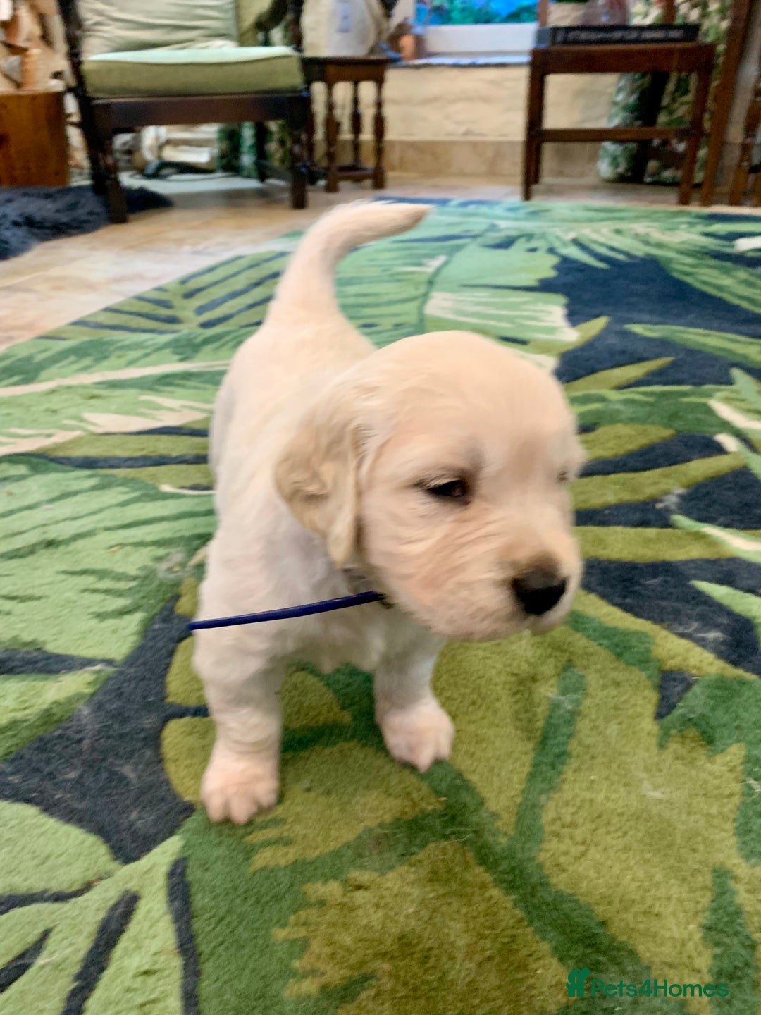 Golden Retriever dogs for sale: 1 BOY LEFT! Beautiful KC Golden Retriever Puppies! in Llanfyrnach - Image 15
