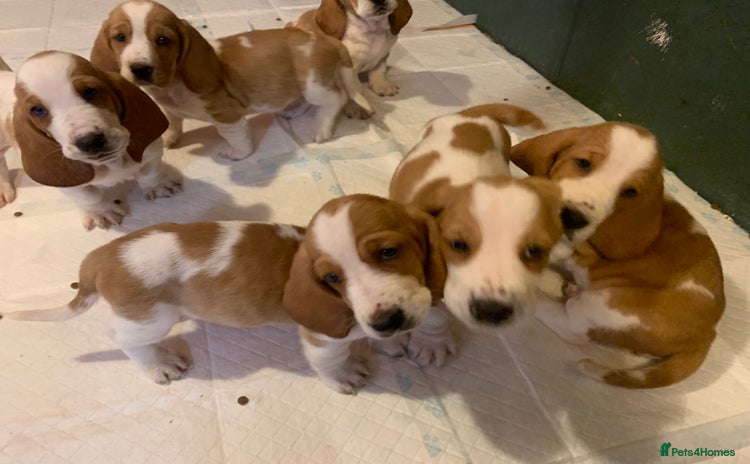 Basset Hound dogs - Advert 1