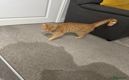 British Shorthair cats for sale: Milo, a short-haired ginger cat seeks loving home - Image 4