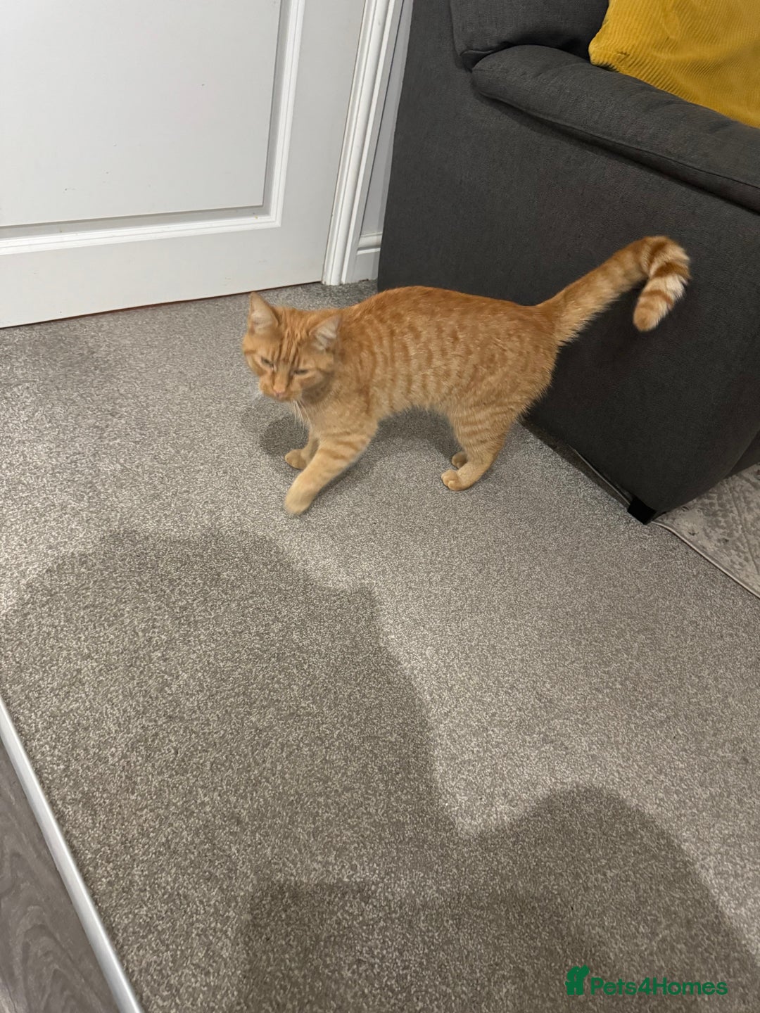 British Shorthair cats for sale: Milo, a short-haired ginger cat seeks loving home - Image 4