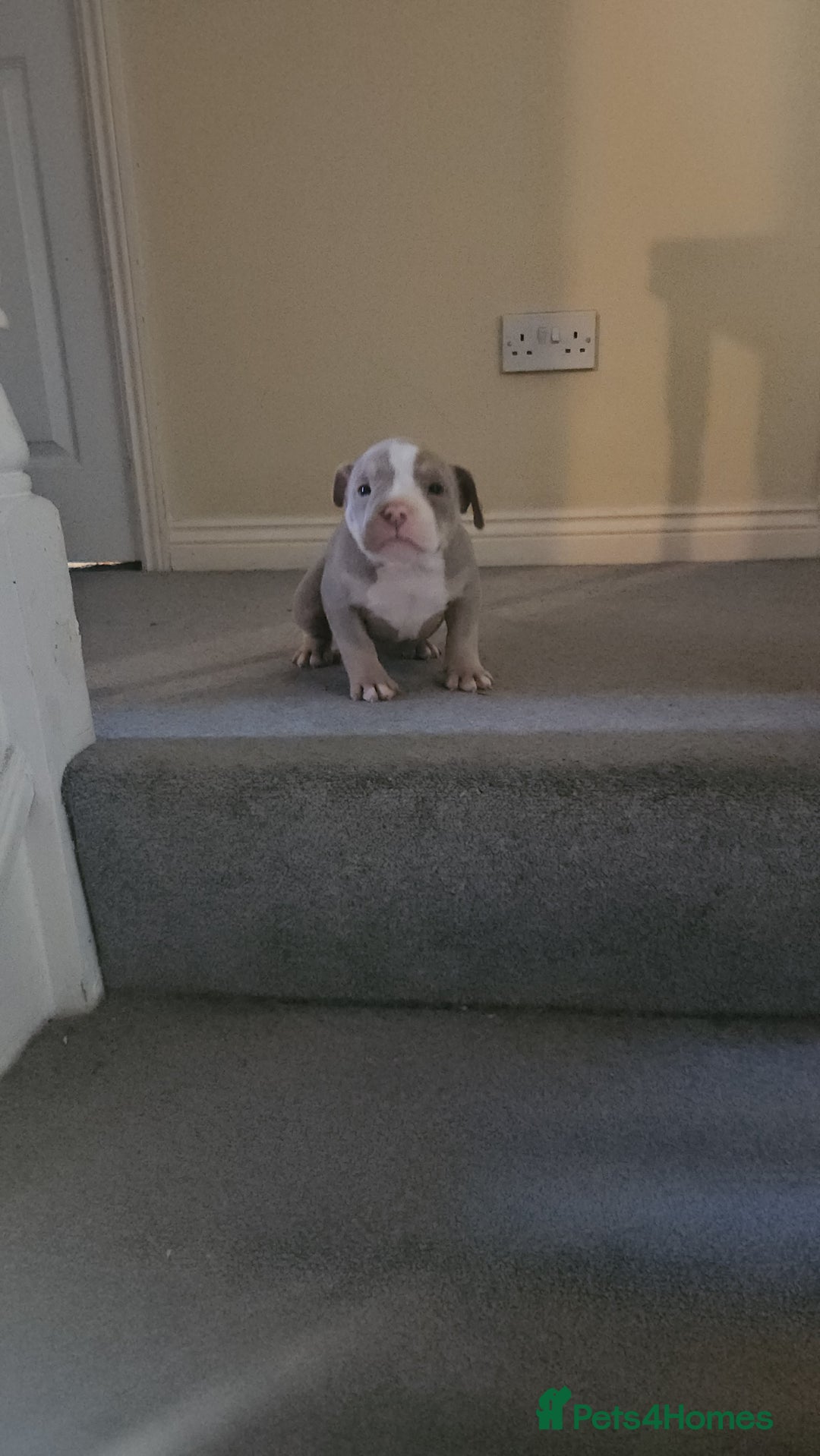 American Bully dogs for sale: 3 Females all Tri  - Advert 10