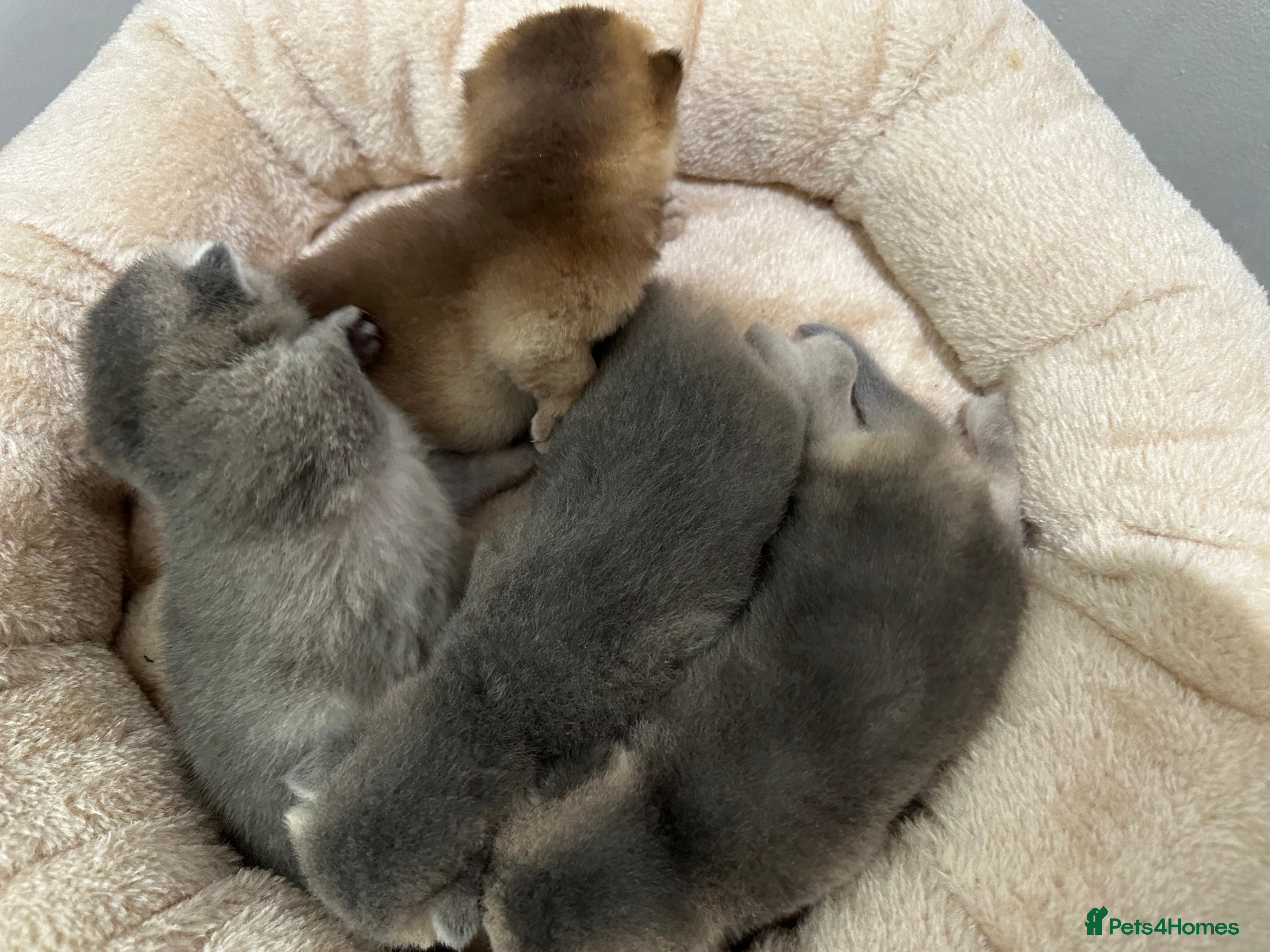 British Shorthair cats BSH Black Golden & Blue Golden Kittens - Advert 1