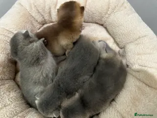 British Shorthair cats BSH Black Golden & Blue Golden Kittens - Advert 1