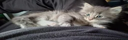 Norwegian Forest Cat cats for sale: Beautiful pedigree Norwegian Forest kittens  - Advert 3