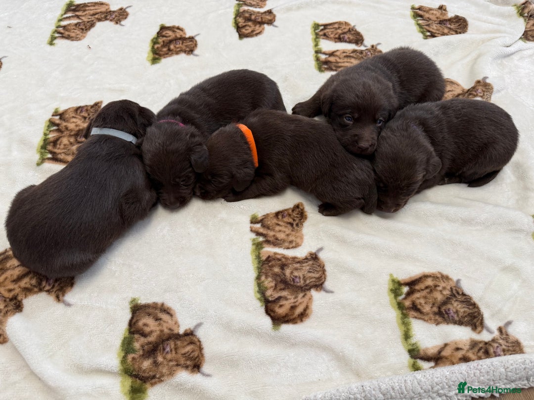 Labrador Retriever dogs for sale: Chunky chocolate labradors  - Image 17