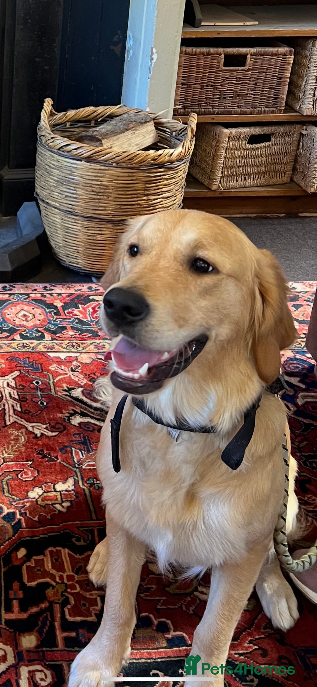 Golden Retriever dogs for sale: Best of Breed Golden Retrievers - Advert 26