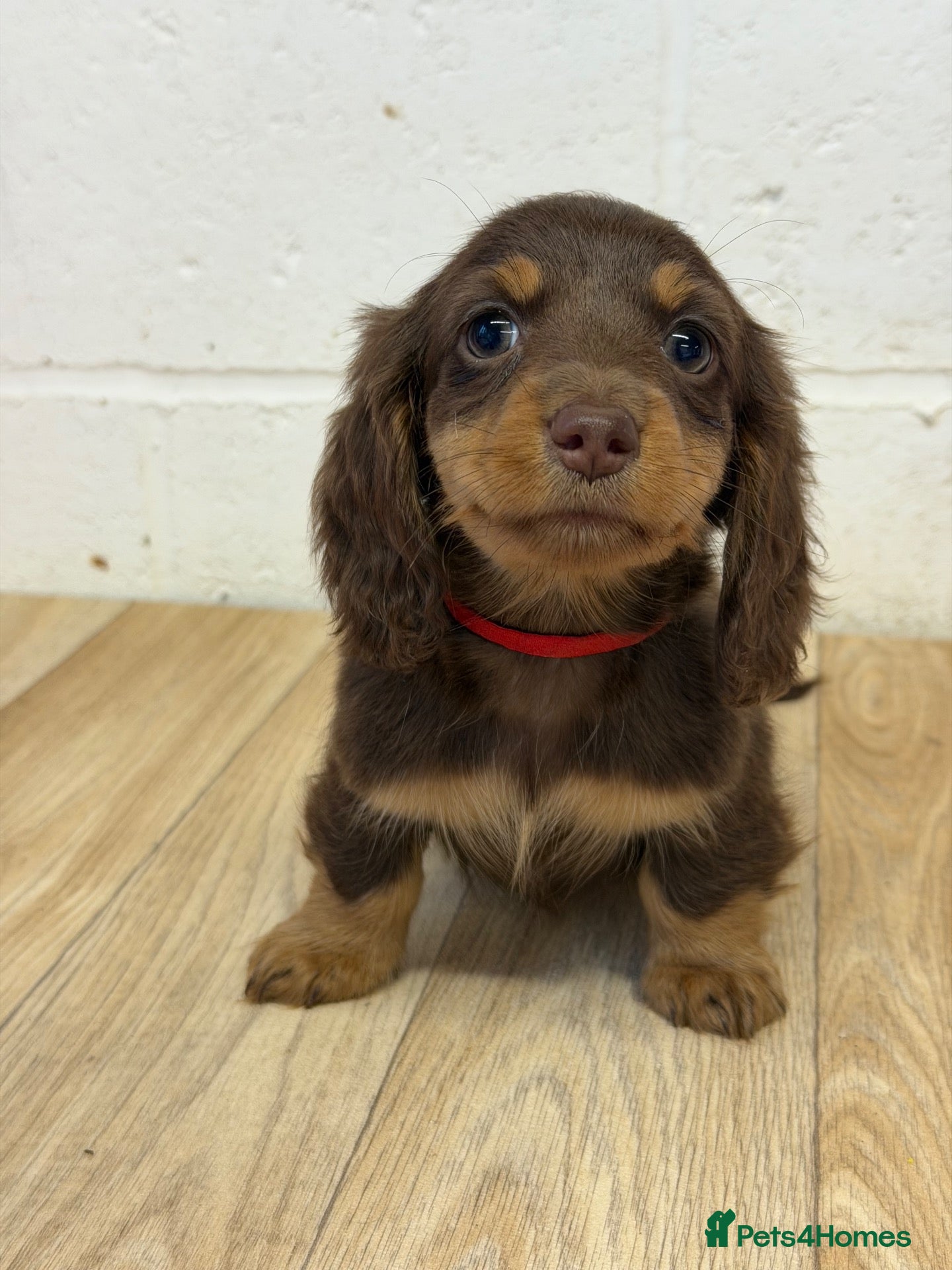 Miniature Dachshund dogs 2 GIRLS AVAILABLE KC REGISTERED  - Advert 14
