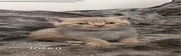 British Shorthair cats for sale: Rose gold British Shorthair  - Advert 11