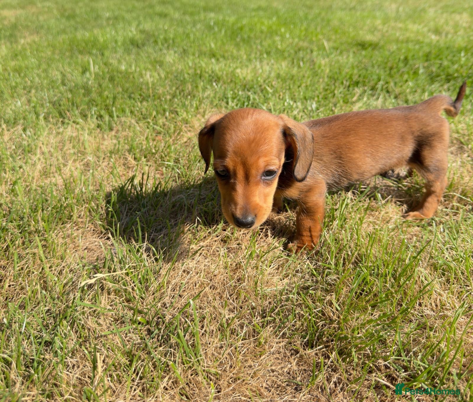 Miniature Dachshund dogs LAST MALE🏆💙💖 KC REG 5 STAR BREEDER💙💖🏆 - Advert 1