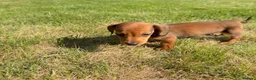 Miniature Dachshund dogs for sale: READY TO LEAVE🏆💙💖 KC REG 5 STAR BREEDER💙💖🏆 - Advert 32