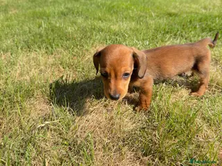 Miniature Dachshund dogs LAST MALE🏆💙💖 KC REG 5 STAR BREEDER💙💖🏆 - Advert 1