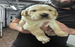 Goldador dogs for sale: Beautiful Goldador Puppies  - Image 1