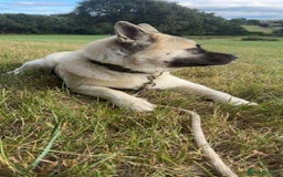 Akita dogs for sale: American Akita  - Advert 5