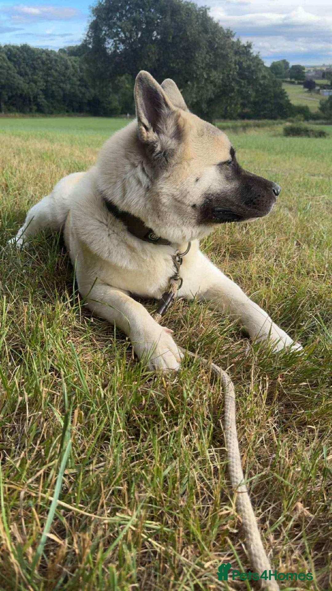 Akita dogs for sale: American Akita  - Advert 5