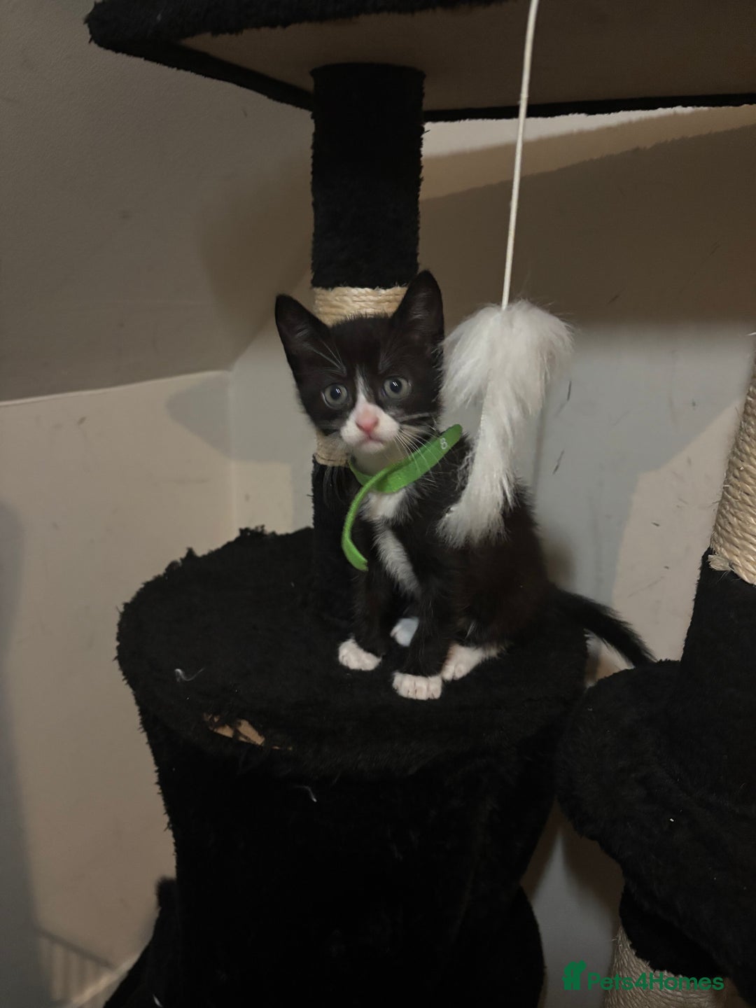 Mixed Breed cats for sale: Beautiful Black & White Kittens  - Image 24