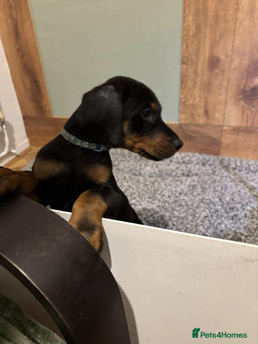 Dobermann dogs for sale: Stunning KC Dobermans champion bloodlines  - Advert 8