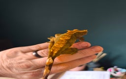 Gecko reptiles for sale: Female crested gecko  - Image 1