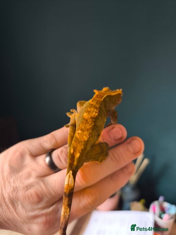 Gecko reptiles - Advert 1
