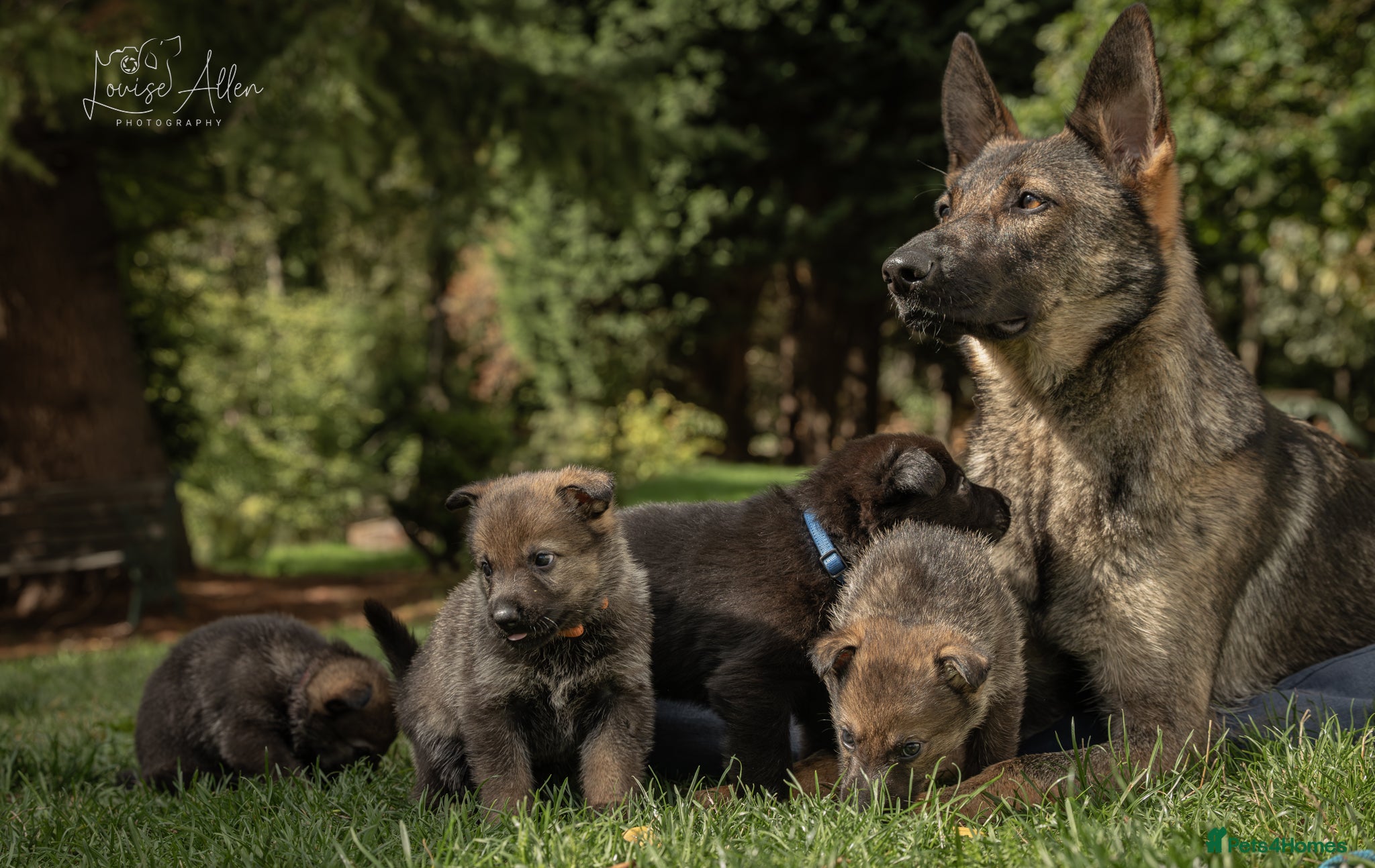 German Shepherd dogs 14-Week-Old German Shepherd Bitch Puppy  - Advert 7