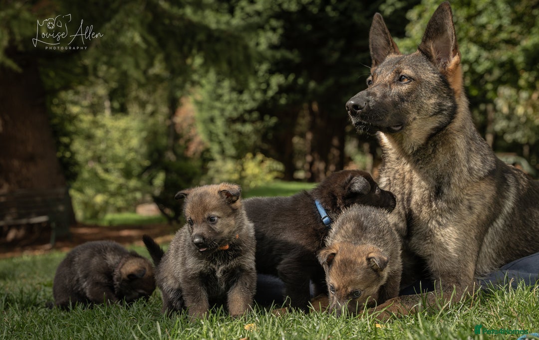 German Shepherd dogs for sale: 14-Week-Old German Shepherd Bitch Puppy  - Advert 1