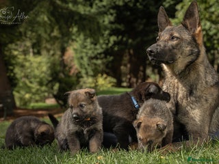 German Shepherd dogs 14-Week-Old German Shepherd Bitch Puppy - Advert 1