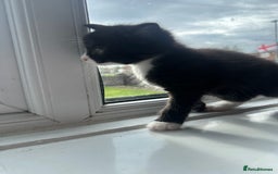 Mixed Breed cats for sale: Beautiful litter of kittens - Image 16