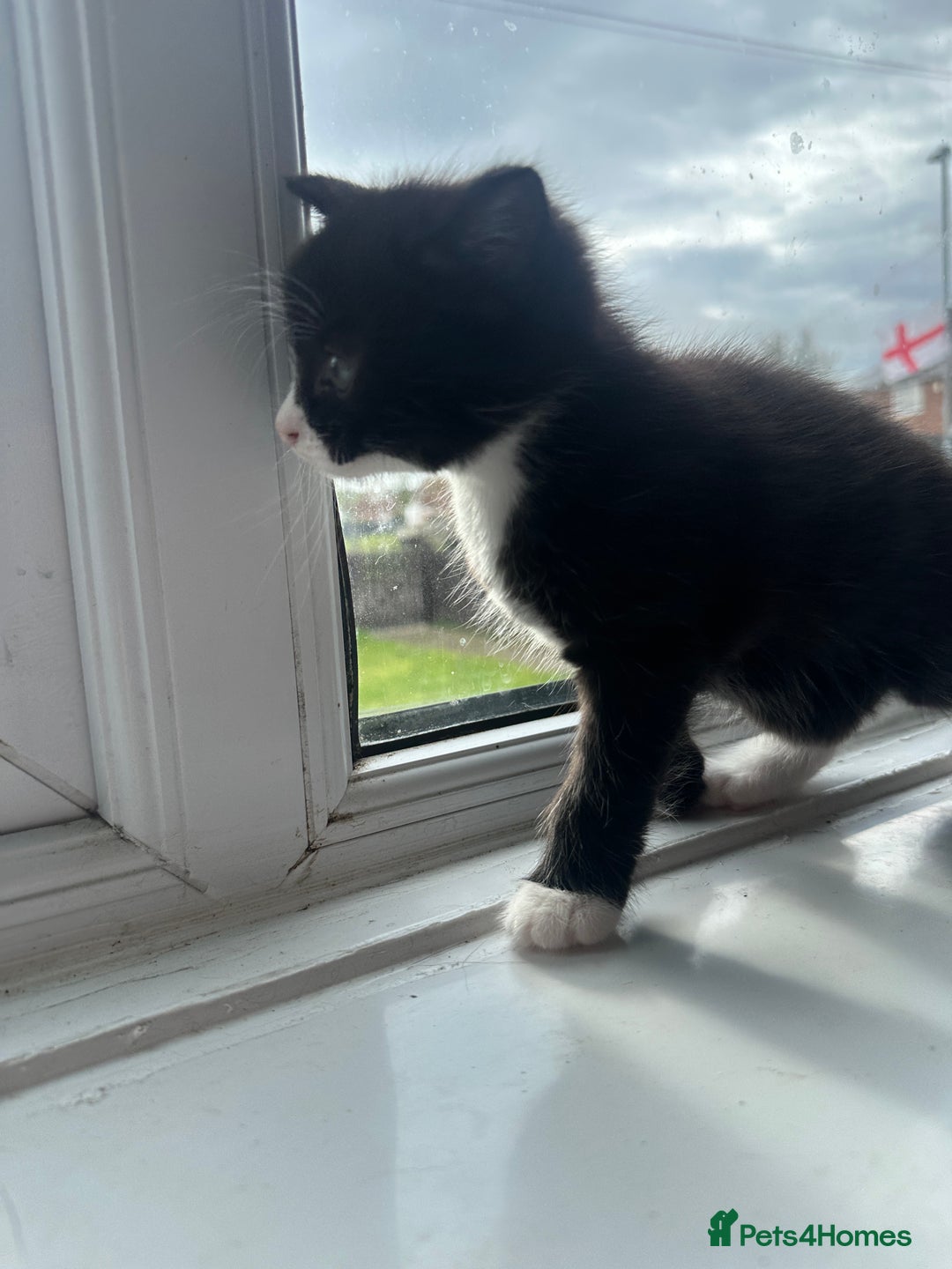Mixed Breed cats for sale: Beautiful litter of kittens - Image 16