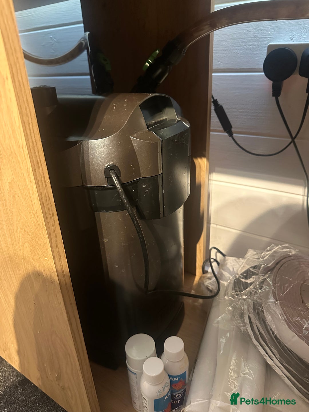 Fancy Goldfish fish for sale: Full fish tank set up - Advert 4