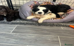 Cockapoo dogs for sale: F1 cockapoo absolute stunning puppies 1 Girl - Image 6