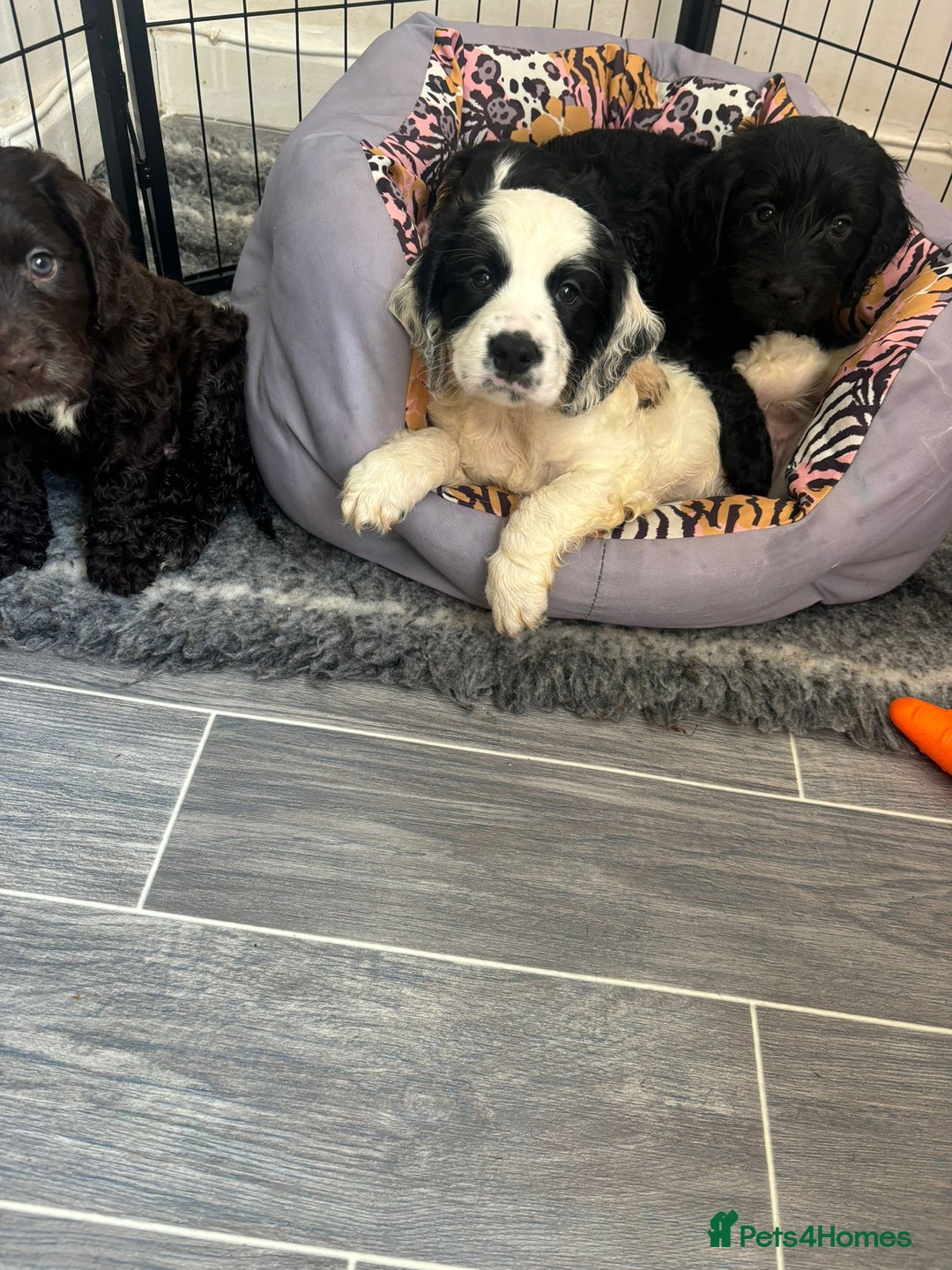 Cockapoo dogs for sale: F1 cockapoo absolute stunning puppies 1 Girl - Image 6