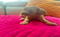 Cavapoo dogs for sale: Black and solid Red Cavapoo therapy pups for sale  - Image 7