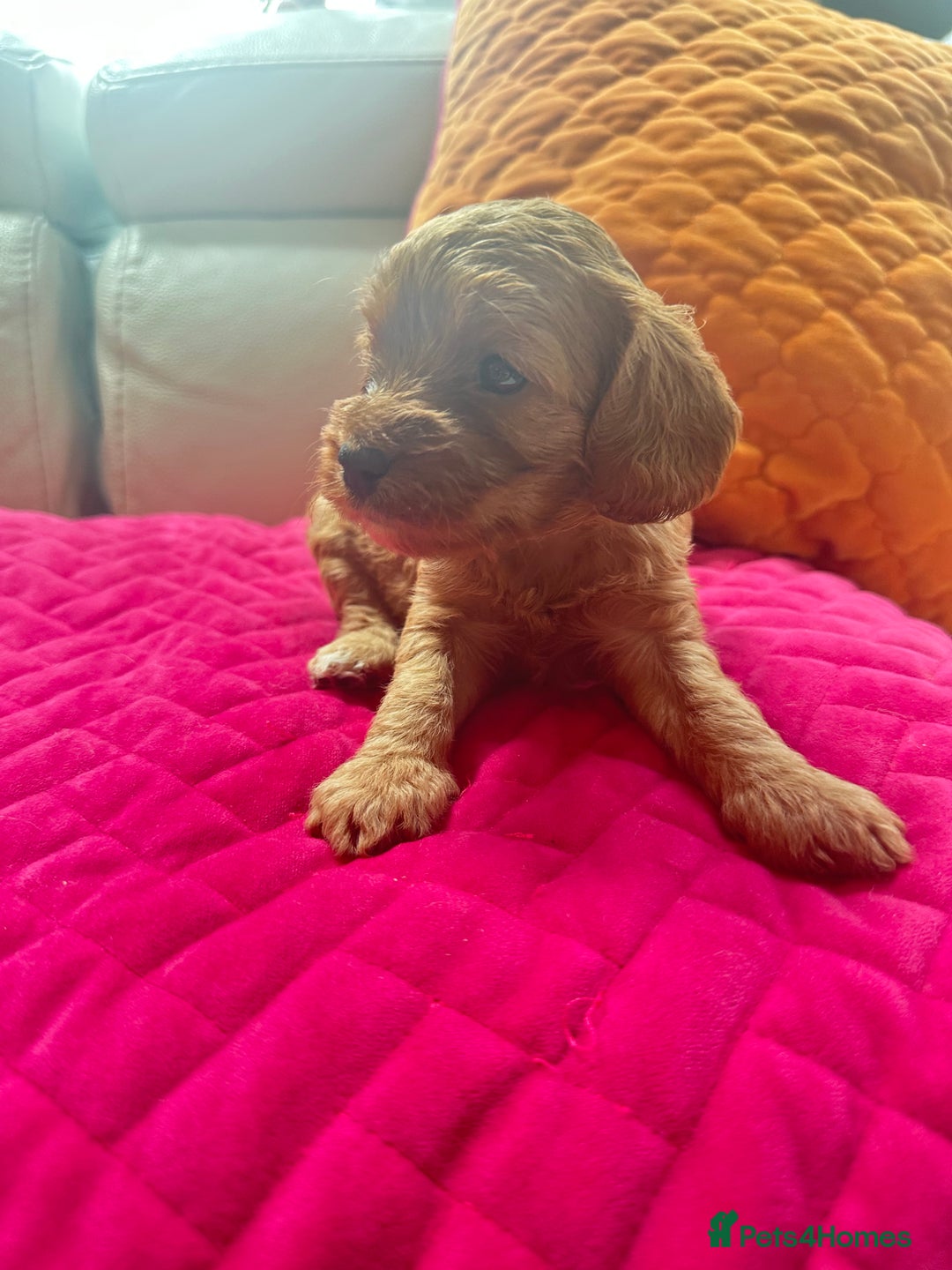 Cavapoo dogs for sale: Black and solid Red Cavapoo therapy pups for sale  - Image 7
