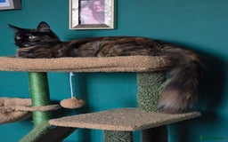 Mixed Breed cats for sale: Beautiful Kittens  - Image 16
