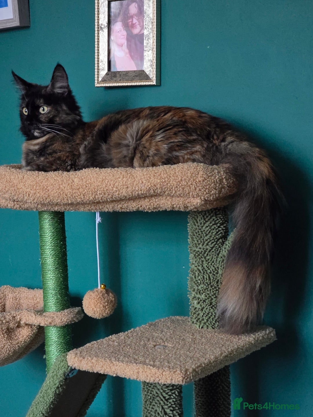 Mixed Breed cats for sale: Beautiful Kittens  - Image 16