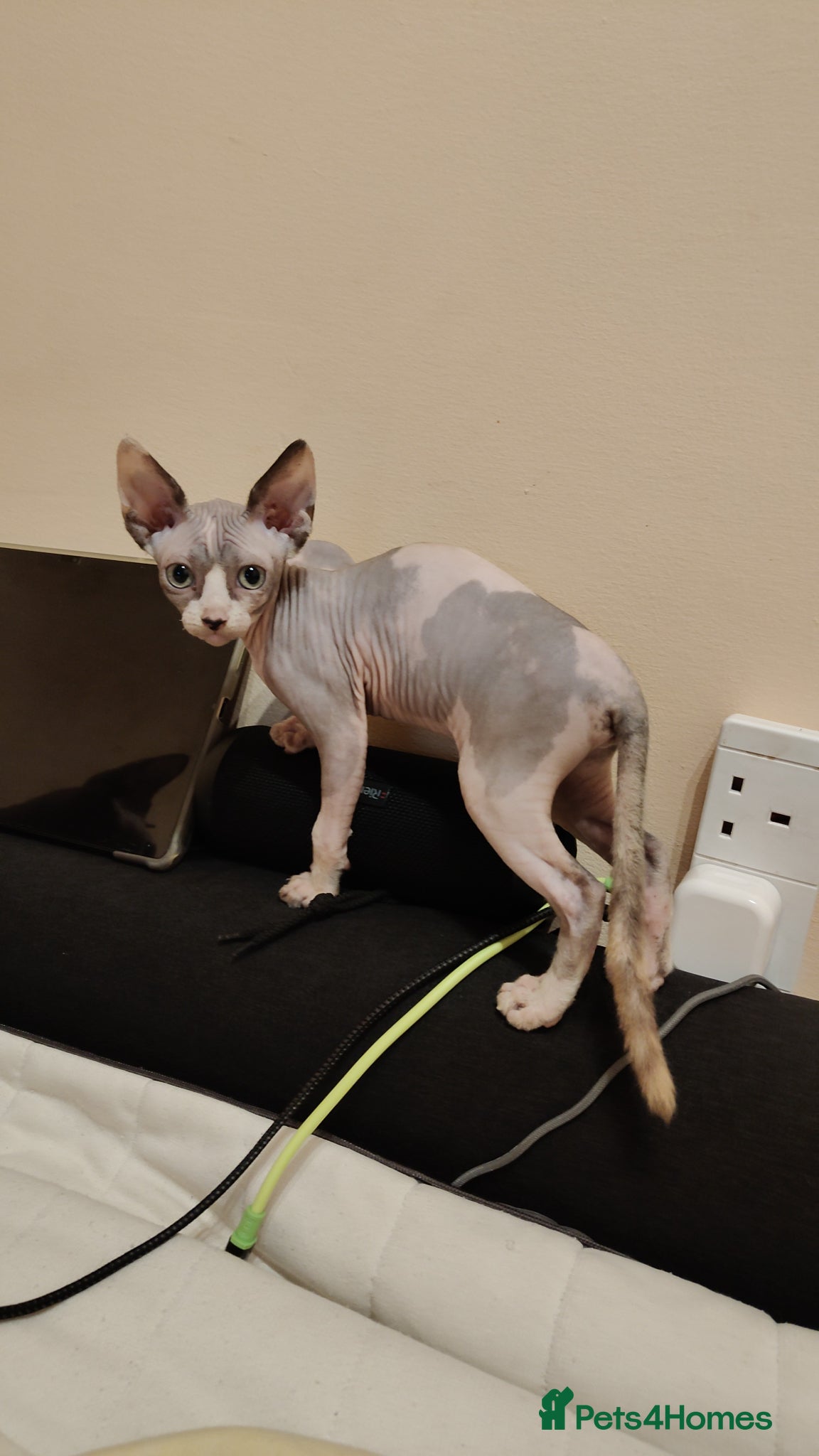 Sphynx cats for sale: Elf and sphinx mix - Advert 1