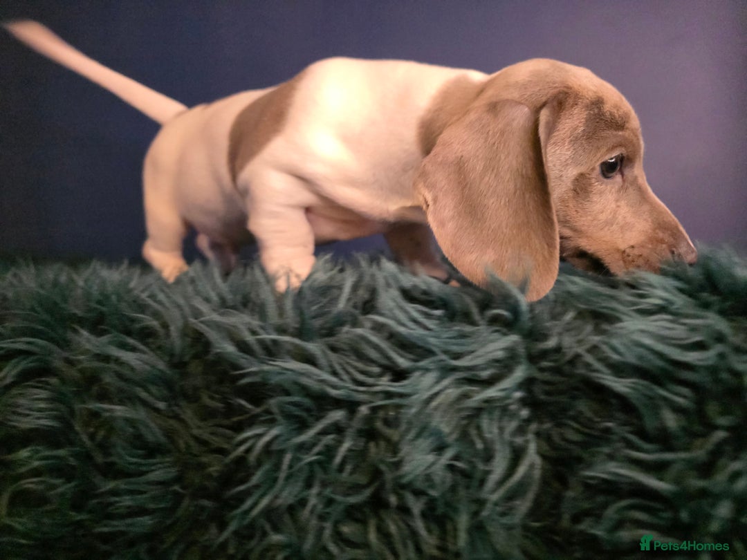 Dachshund dogs for sale: KC Registered Shorthaired dachshunds  - Advert 28