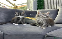 Maine Coon cats for sale: Maine Coon kitten  - Image 3