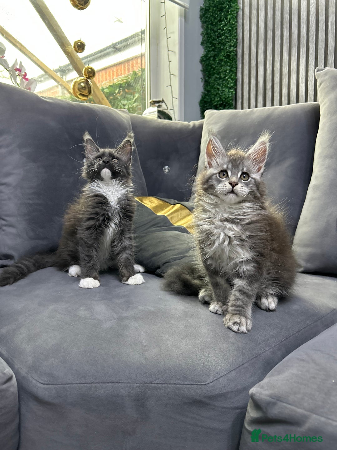Maine Coon cats for sale: Maine Coon kitten  - Image 3